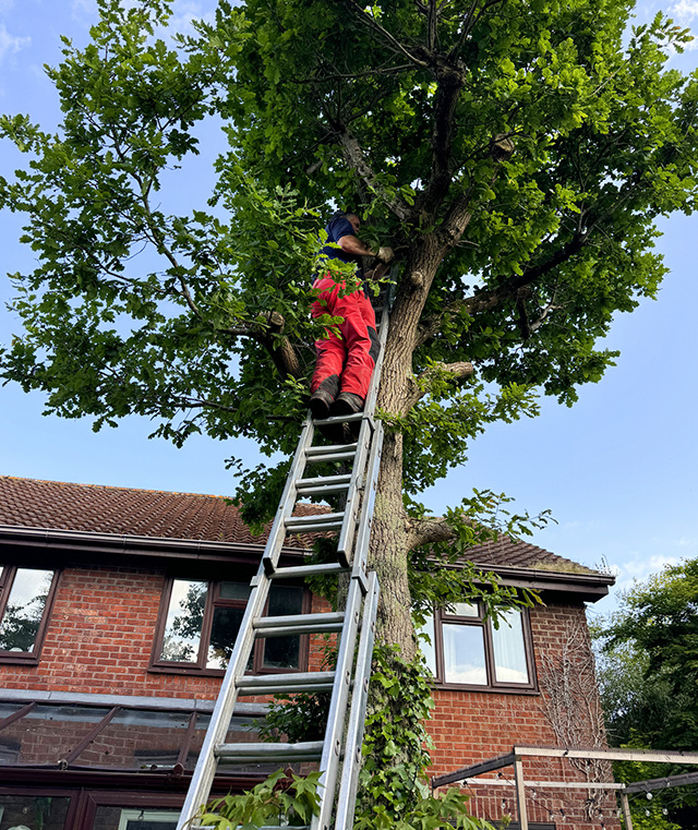 Man on ladder trimming tree