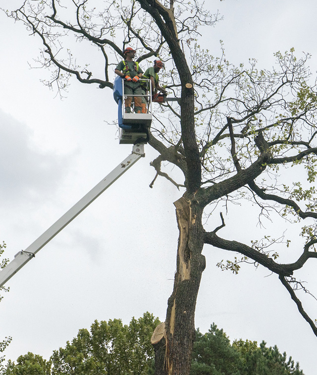 Two men in lift trimming branches of a tree